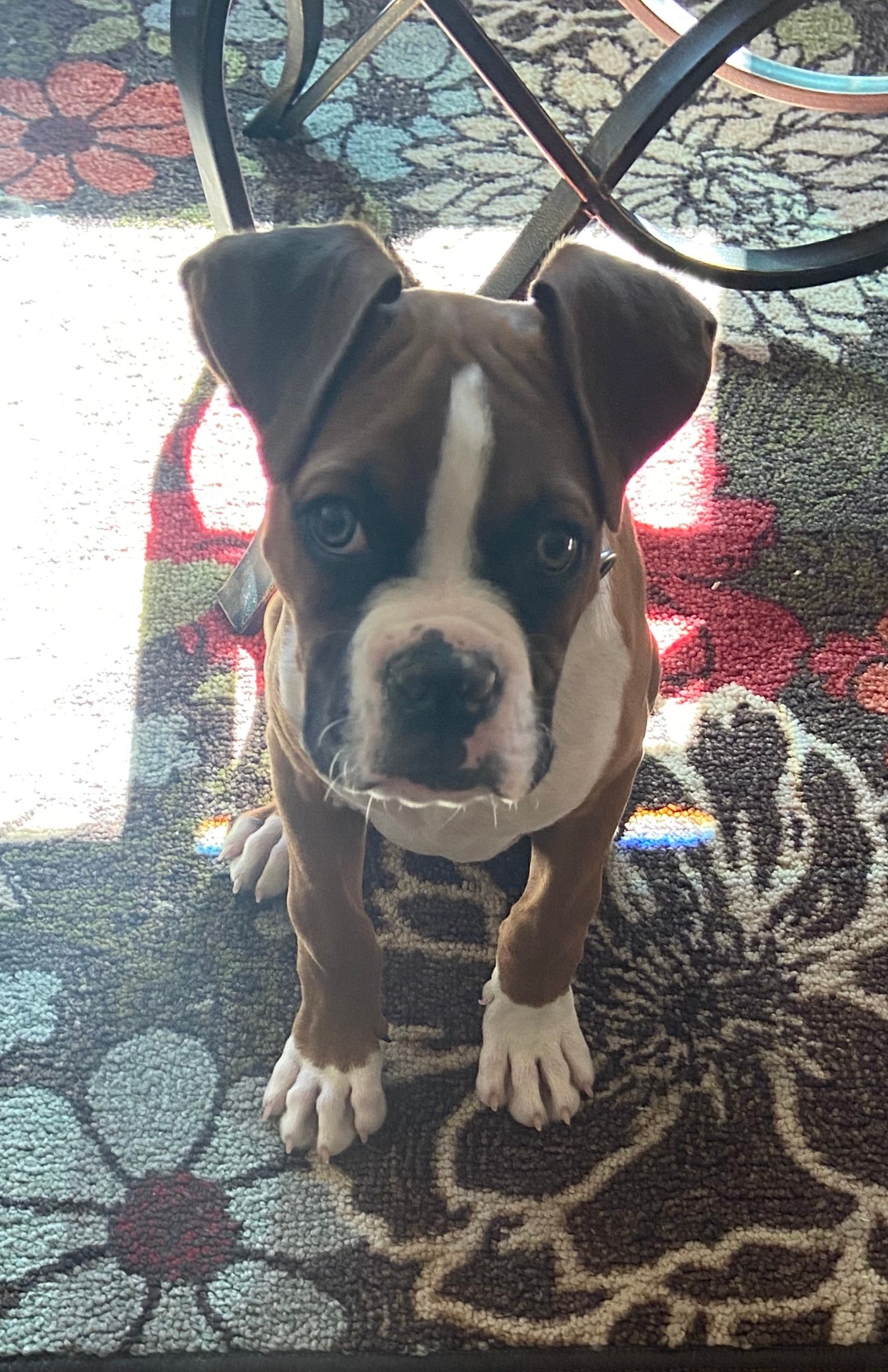This boxer puppy is named Charley Burley in honor of the Hall-of-Famer and, despite being 12 weeks old, he weighs in at a solid 19 pounds. His human, boxing broadcaster James "Smitty" Smith, shares Charley's energy and zest for life. Photo credit: James "Smitty" Smith