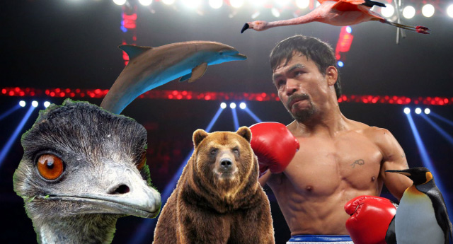 Manny Pacquiao surrounded by species of animals that engage in same-sex unions. Photo art from PinkNews.co.uk